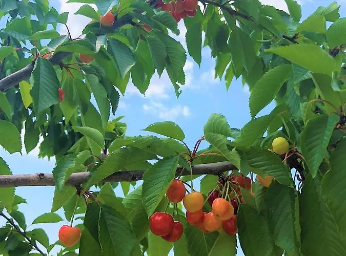 Appartement Village *